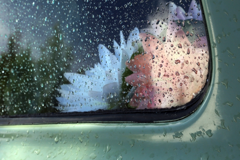 Vaalenpnaisen ja valkoisen kukanterälehdet näkyvä sateenkasteleman auton sivuikkunan läpi.