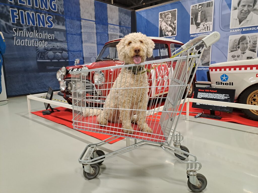 Vaalea, kiharakarvainen koira istuu punaisella pohjalla ostoskärryissä kieli suusta roikkuen ja katsoo kameraan. Taustalla näkyy Rallimuseon autoja ja tekstiseiniä.